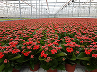 华鼎农业成为荷兰KP Holland公司长寿花种苗业务独家代理商